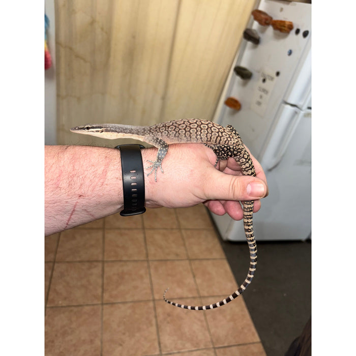 Kimberly Rock Monitor (Varanus glauerti)