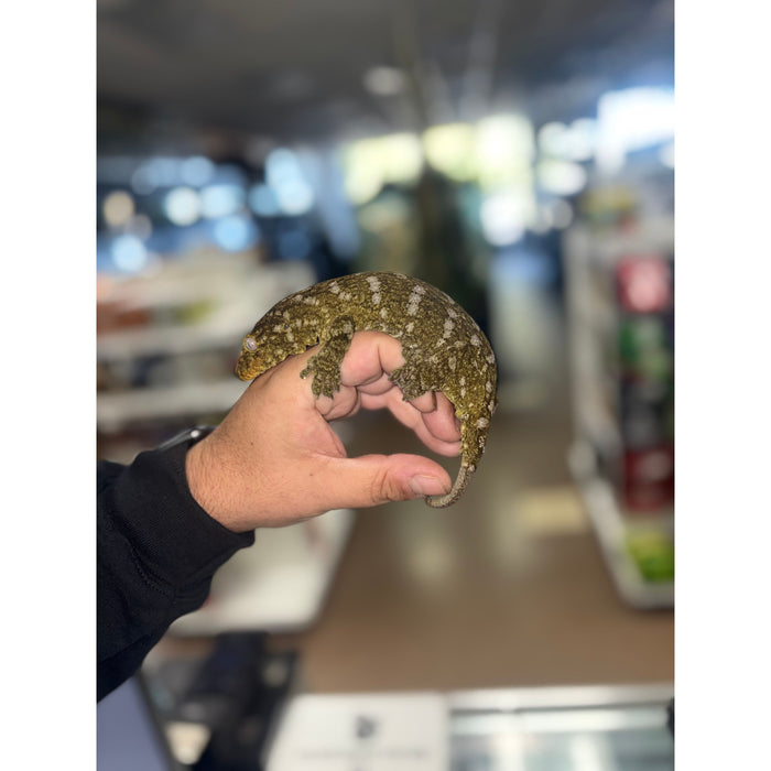 Leachianus Gecko (Female) (Unkown Locale)