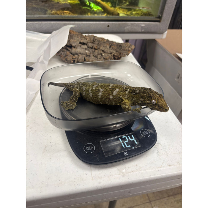 Leachianus Gecko (Female) (Unkown Locale)