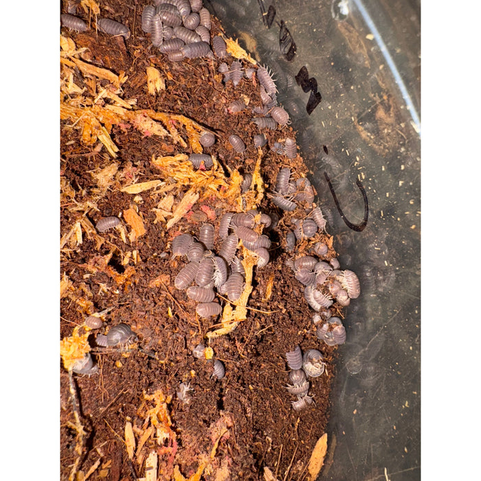 Pak Chong Isopod (10ct) (Cubaris murina)