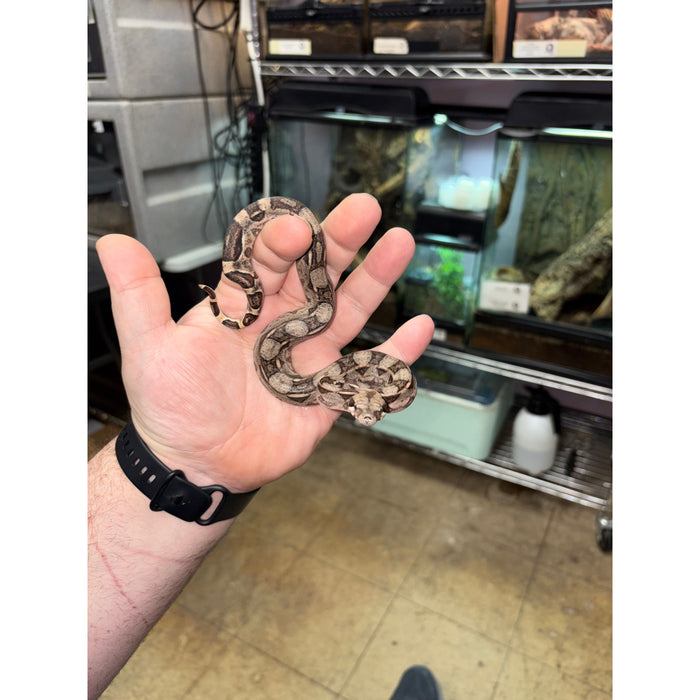 Colombian Red Tail Boa (Babies)