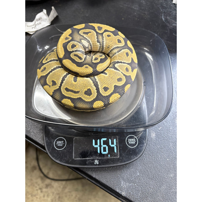 Ball Python (Ghost/Hypo)