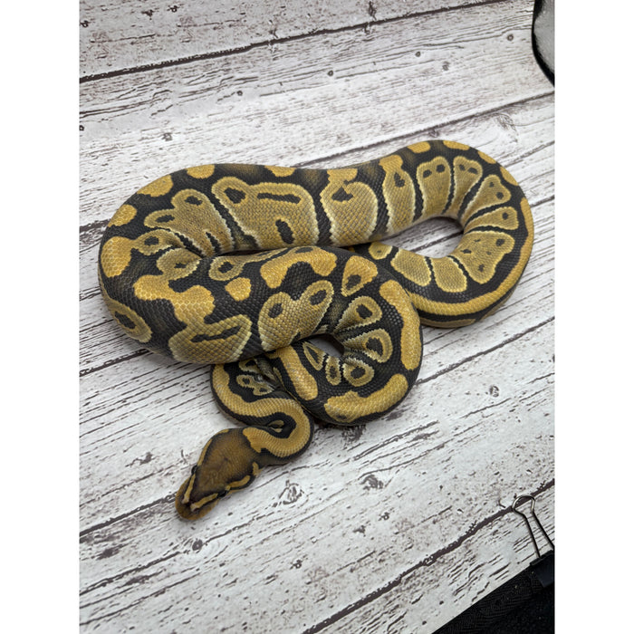 Ball Python (Ghost/Hypo)
