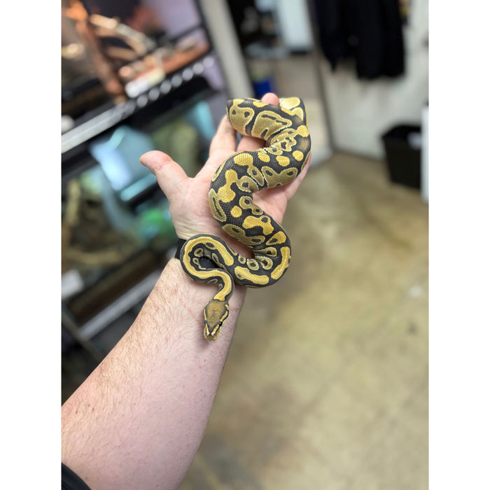 Ball Python (Ghost/Hypo)