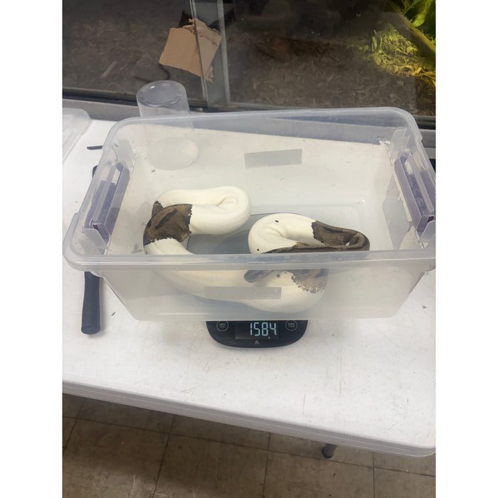 Ball Python (Pied/Piebald) (Adult)