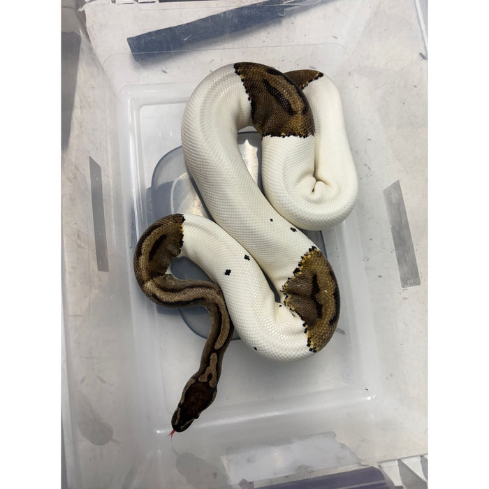 Ball Python (Pied/Piebald) (Adult)