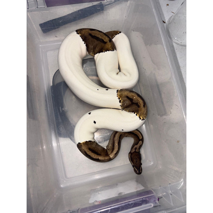 Ball Python (Pied/Piebald) (Adult)