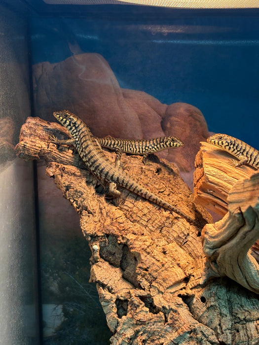 Kenyan Zebra Skink (Trachylepis dichroma)