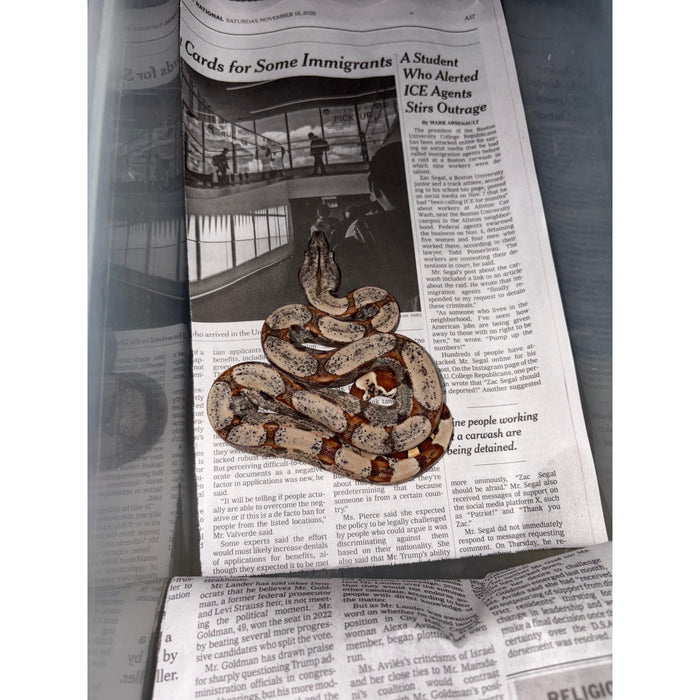 Colombian Red Tail Boa (Pastel Dream Hypo)