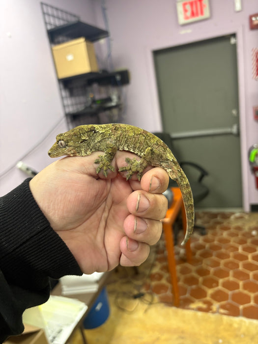 Pine Island Chahoua Gecko (Male)