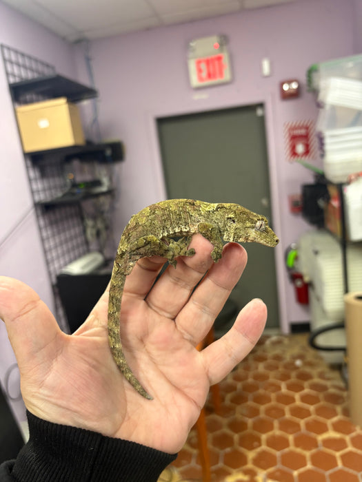 Pine Island Chahoua Gecko (Male)