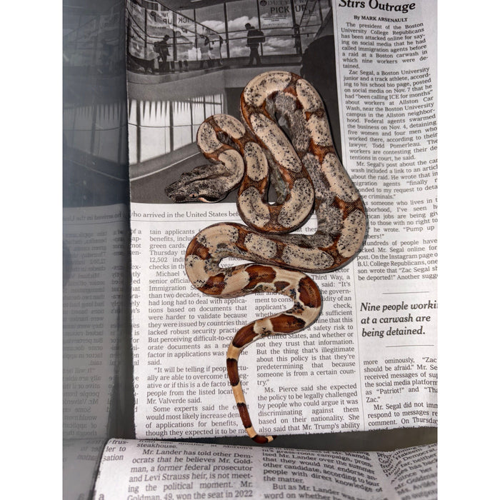 Colombian Red Tail Boa (Pastel Dream Hypo)