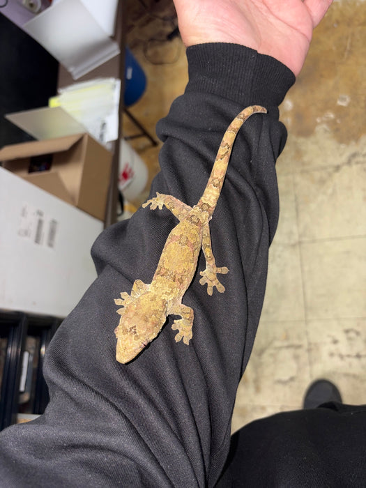 Pine Island Chahoua Gecko (Male)