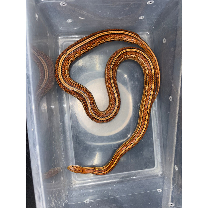 Corn Snake (Adult)
