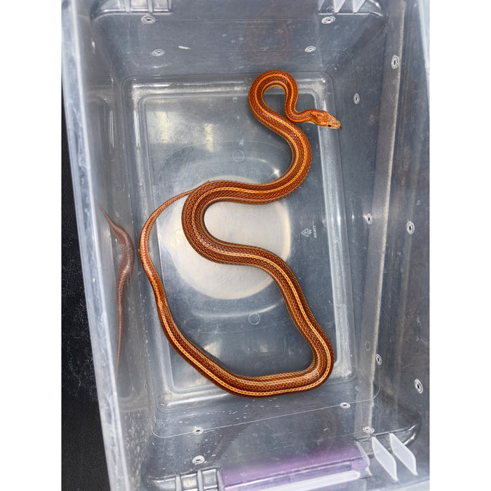 Corn Snake (Adult)