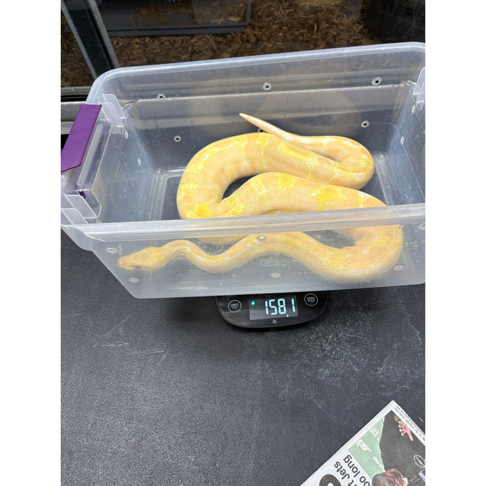 Ball Python (Albino)