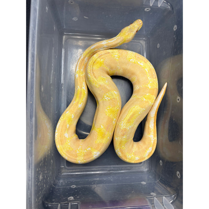 Ball Python (Albino)