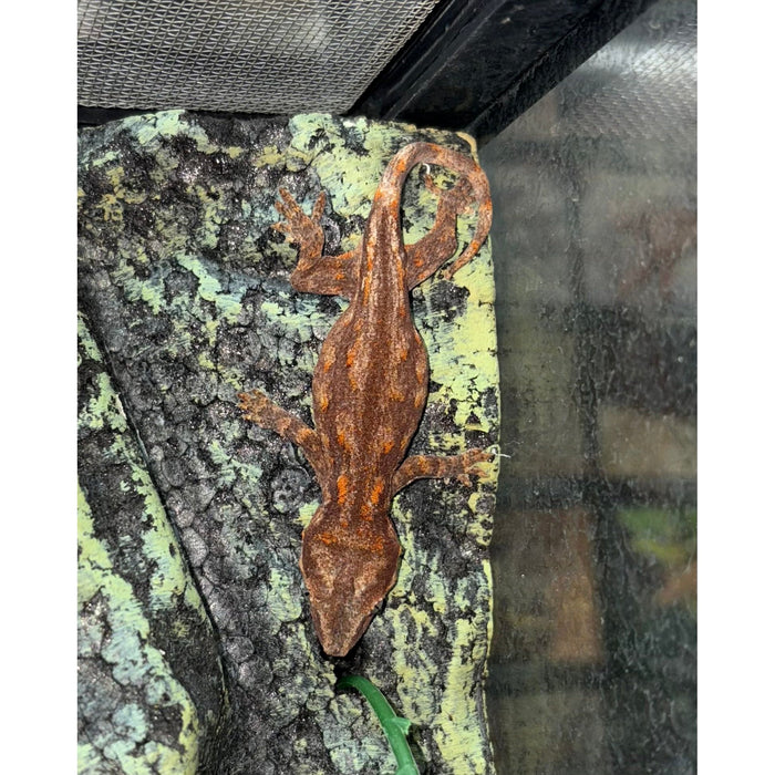Gargoyle Gecko (Baby) (Rhacodactylus auriculatus)