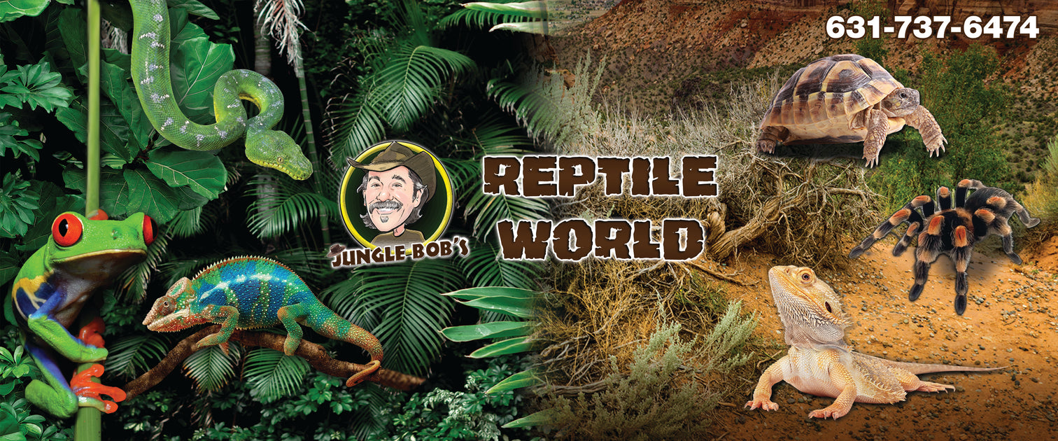 Cricket Stuff — Jungle Bobs Reptile World