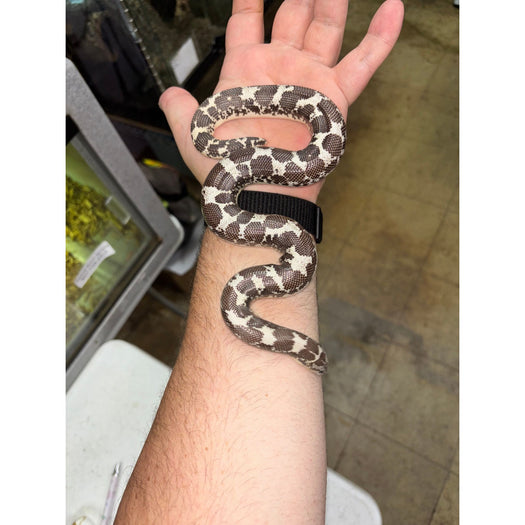 Anery Kenyan Sand Boa