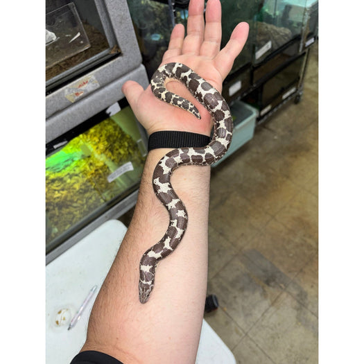 Anery Kenyan Sand Boa