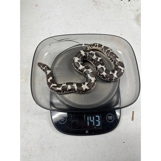 Anery Kenyan Sand Boa