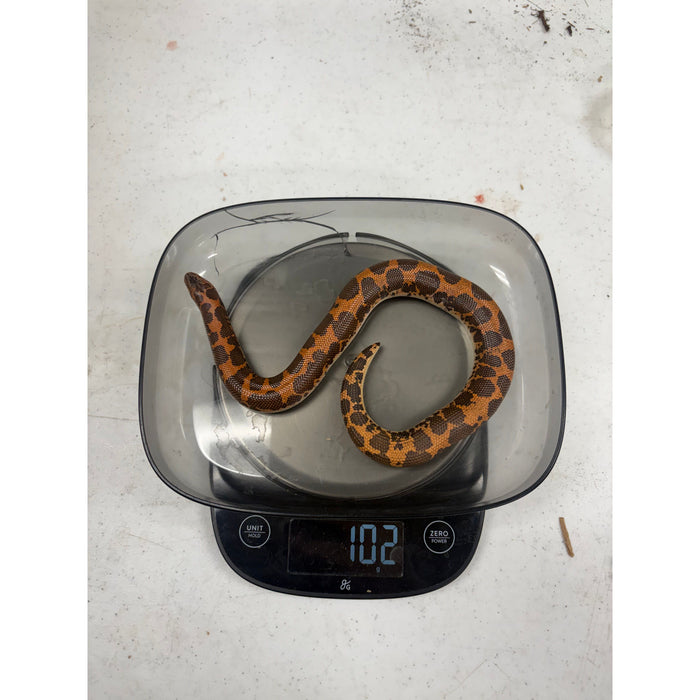 Kenyan Sand Boa