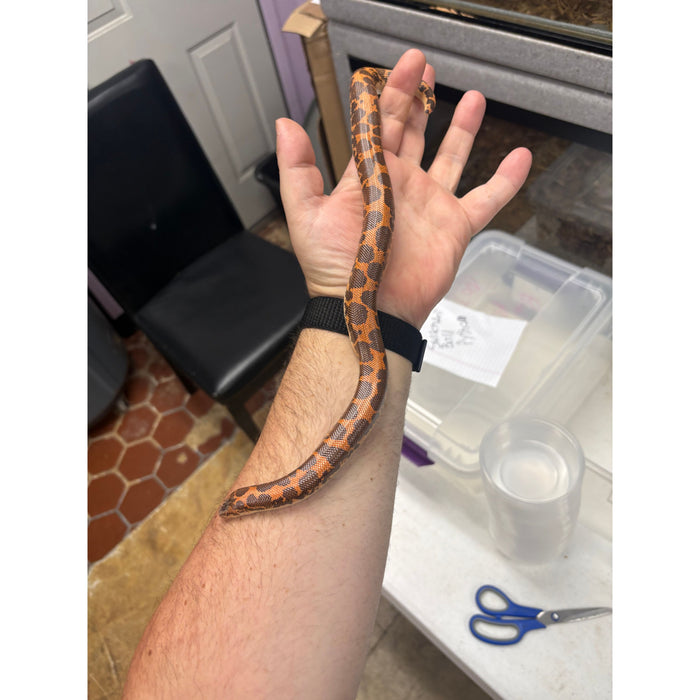 Kenyan Sand Boa