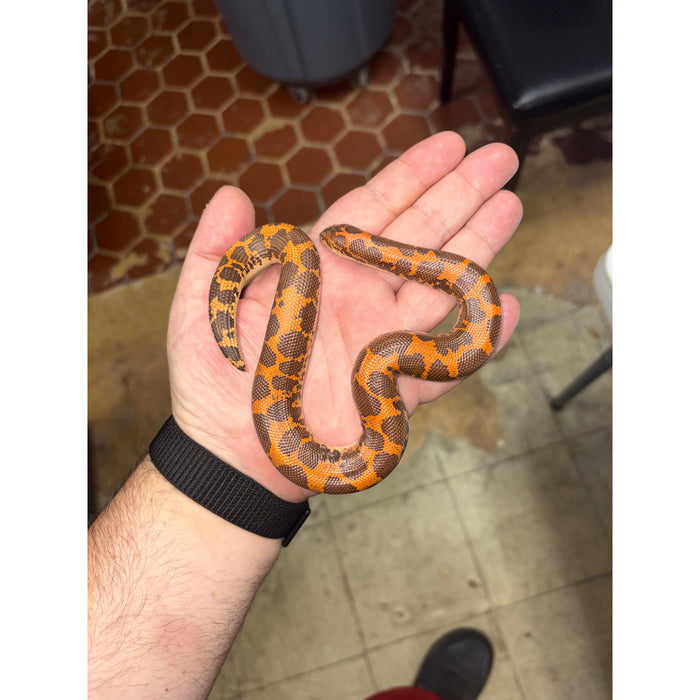 Kenyan Sand Boa