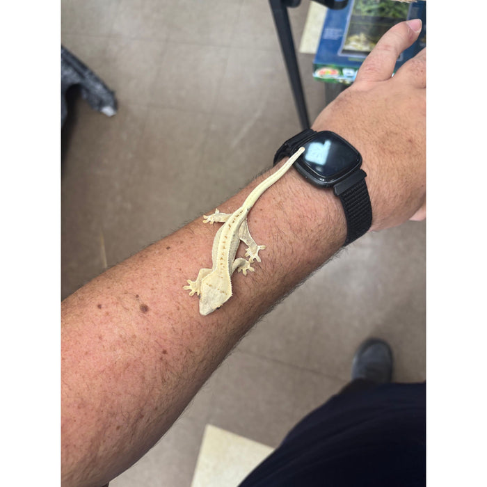 Lilly White Crested Gecko (LW5)