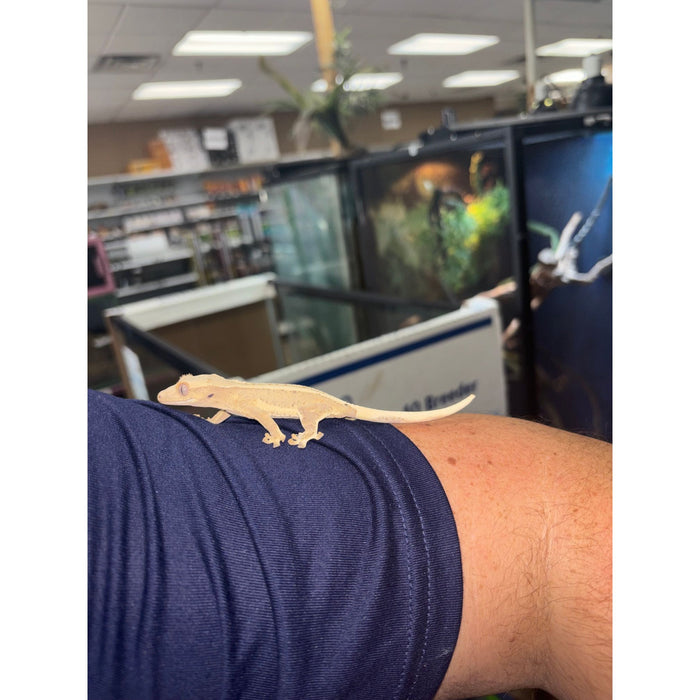 Lilly White Crested Gecko (LW5)