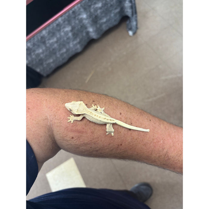 Lilly White Crested Gecko (LW5)