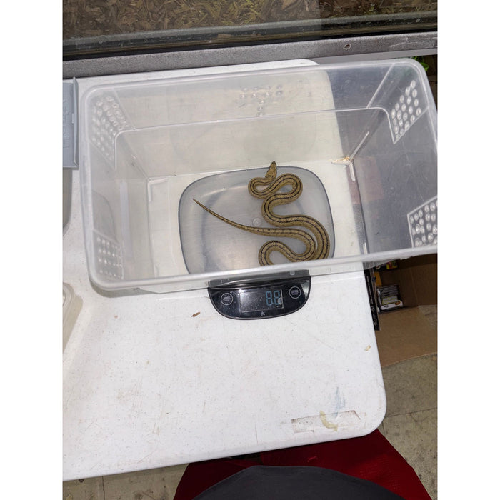 Ladder Rat Snake (CB) (Zamenis scalaris)