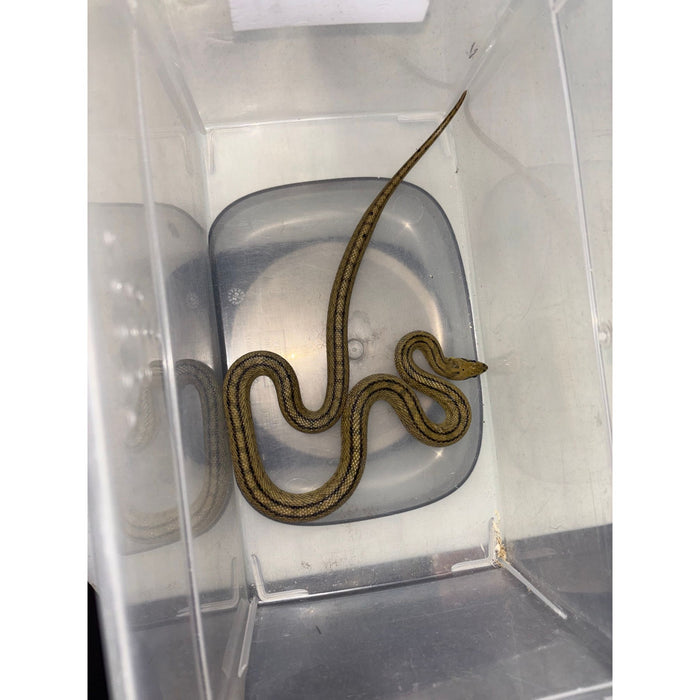 Ladder Rat Snake (CB) (Zamenis scalaris)