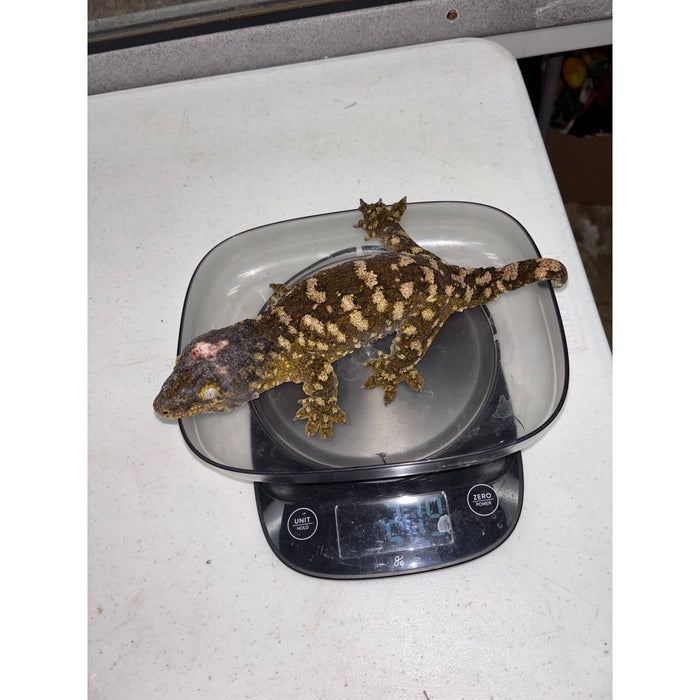 Leachianus Gecko (Moro X Bayonnaise)