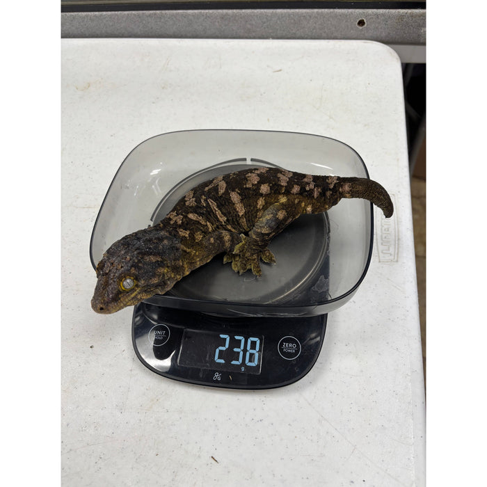 Leachianus Gecko (Moro X Bayonnaise)