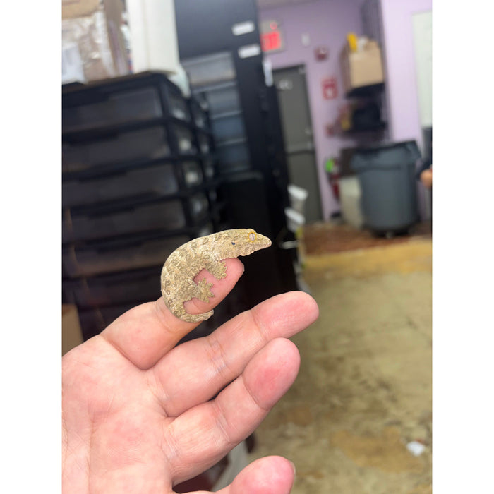 Leachianus Gecko (Moro X Bayonnaise)