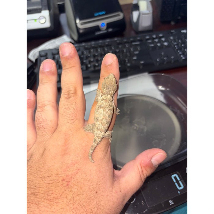 Leachianus Gecko (Moro X Bayonnaise)
