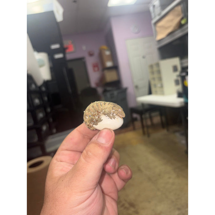 Leachianus Gecko (Moro X Bayonnaise)