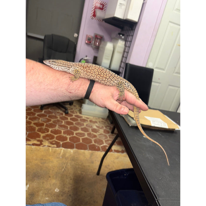 Red Ackie Monitor (Adult Male) (Varanus acanthurus)
