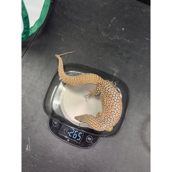 Red Ackie Monitor (Adult Male) (Varanus acanthurus)