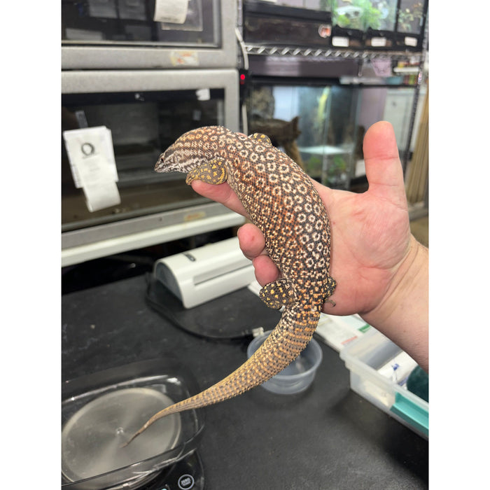 Red Ackie Monitor (Adult Male) (Varanus acanthurus)