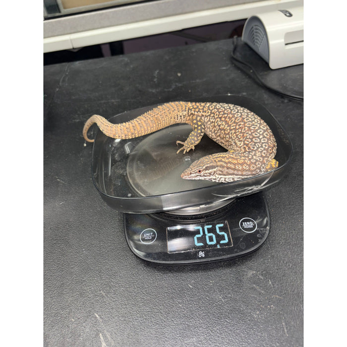Red Ackie Monitor (Adult Male) (Varanus acanthurus)