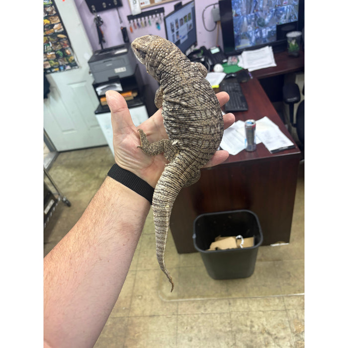 Savannah Monitor (Juvenile/Sub Adult)