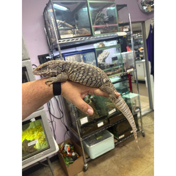 Savannah Monitor (Juvenile/Sub Adult)