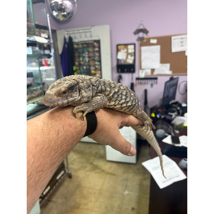 Savannah Monitor (Juvenile/Sub Adult)