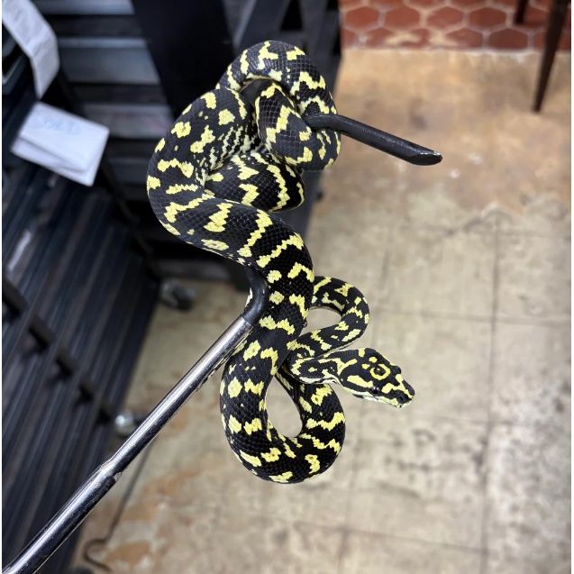Jungle Carpet Python (Morelia spilota cheynei)