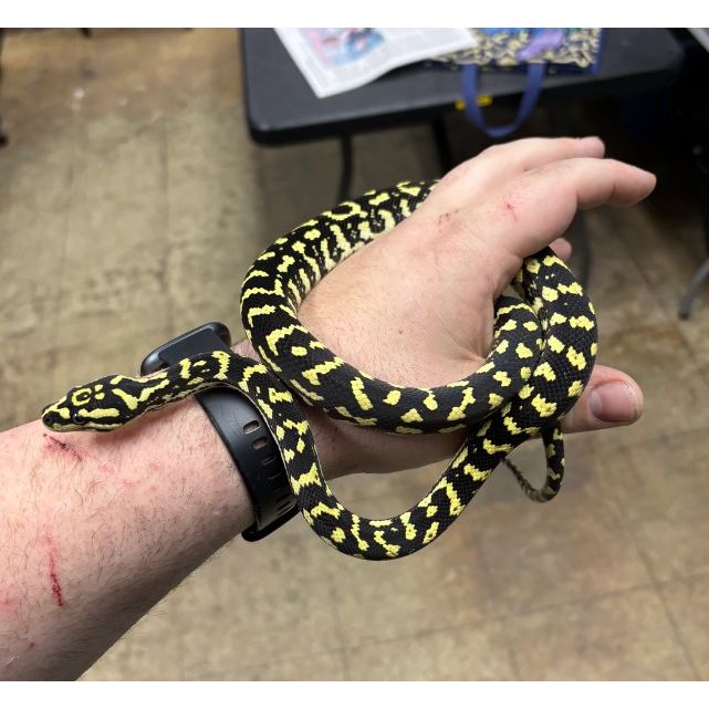 Jungle Carpet Python (Morelia spilota cheynei)
