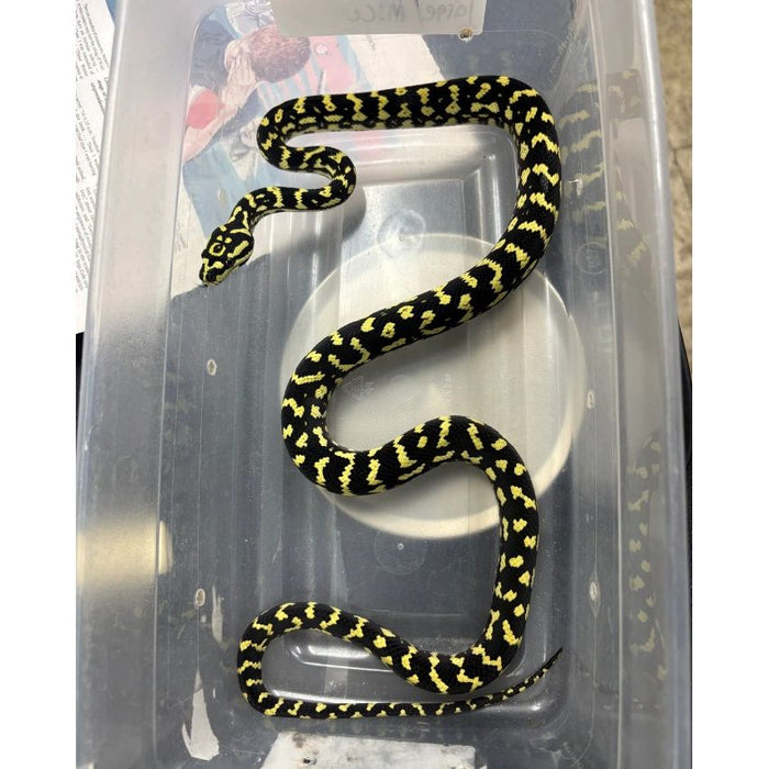 Jungle Carpet Python (Morelia spilota cheynei)