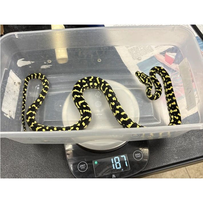 Jungle Carpet Python (Morelia spilota cheynei)